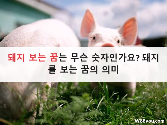 돼지 보는 꿈는 무슨 숫자인가요? 돼지를 보는 꿈의 의미