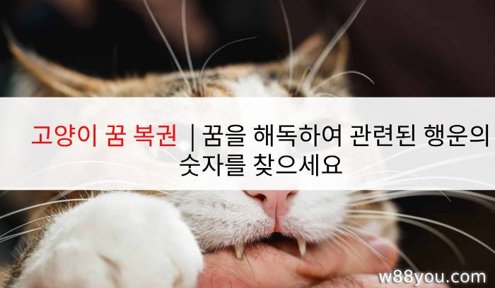 고양이 꿈 복권 | 꿈을 해독하여 관련된 행운의 숫자를 찾으세요