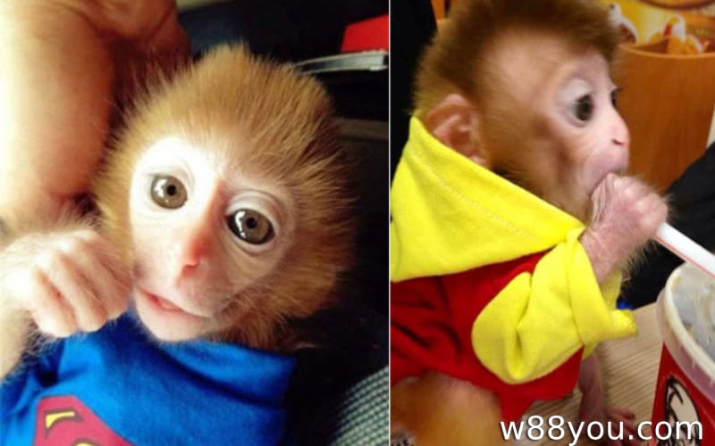 꿈에서 말하는 원숭이를 보거나 사람 옷을 입는 경우