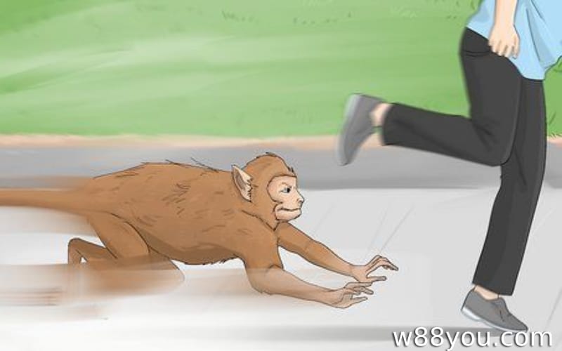 원숭이에게 물리거나 공격당하는 꿈