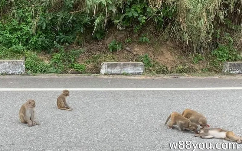 원숭이가 땅에 떨어지는 꿈