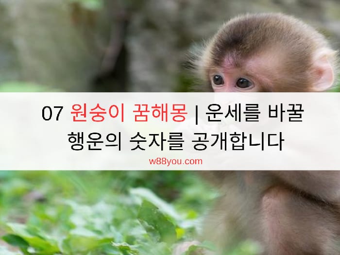 07 원숭이 꿈해몽 | 운세를 바꿀 행운의 숫자를 공개합니다