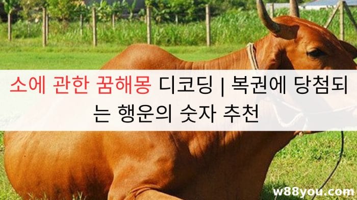 소에 관한 꿈해몽 디코딩 | 복권에 당첨되는 행운의 숫자 추천