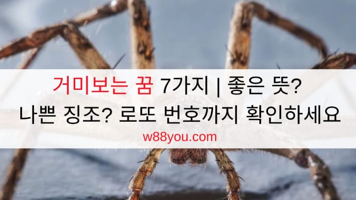 거미보는 꿈 7가지 | 좋은 뜻? 나쁜 징조? 로또 번호까지 확인하세요