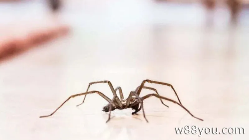 거미가 해야 할 꿈