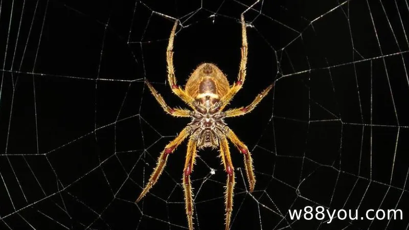 거미를 죽이는 꿈