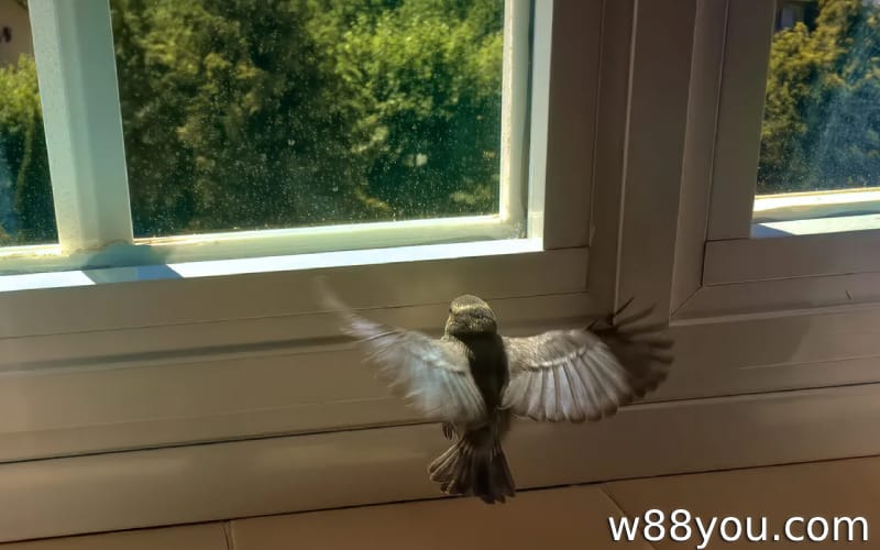 창문으로 새들이 들어오는 꿈