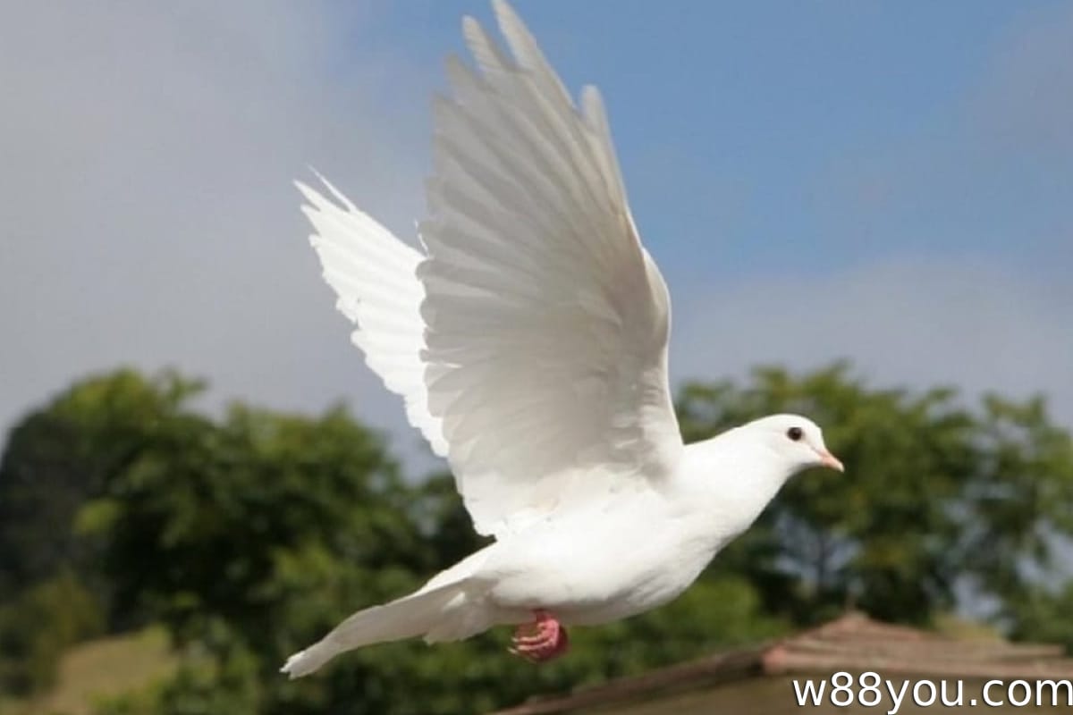 흰 새가 집 안으로 날아들어오는 꿈