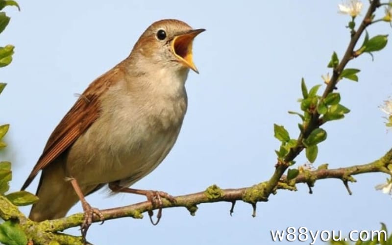 생활 공간에서 새들이 시끄럽게 노래하는 꿈