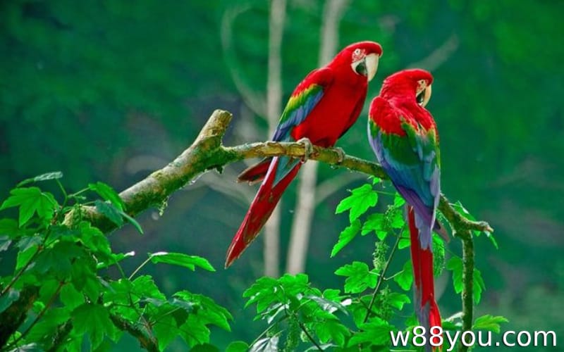 형형색색의 새가 집안으로 꿈