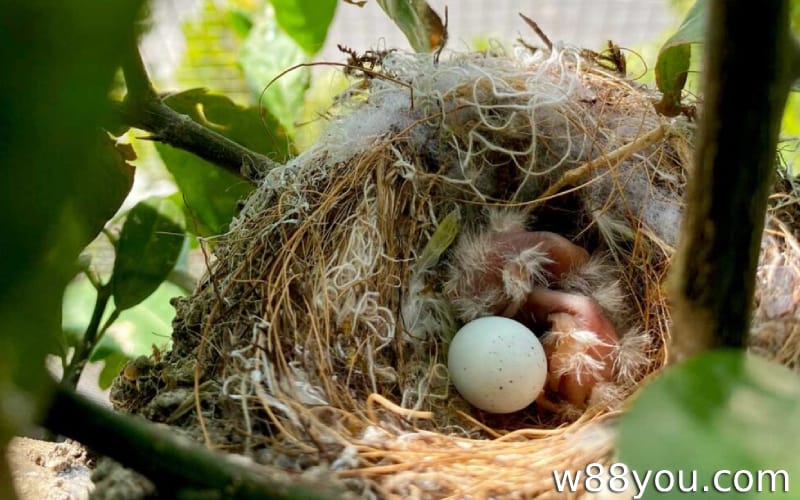 꿈에서 새가 집에서 둥지를 짓거나 알을 낳는 것을 보는 것